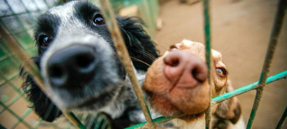 two dogs at an animal shelter