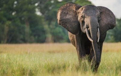 Why I Care About the African Rainforest—and Why You Should, Too