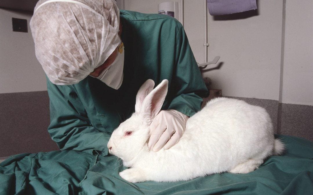 Welcome Alternatives to Animal Testing