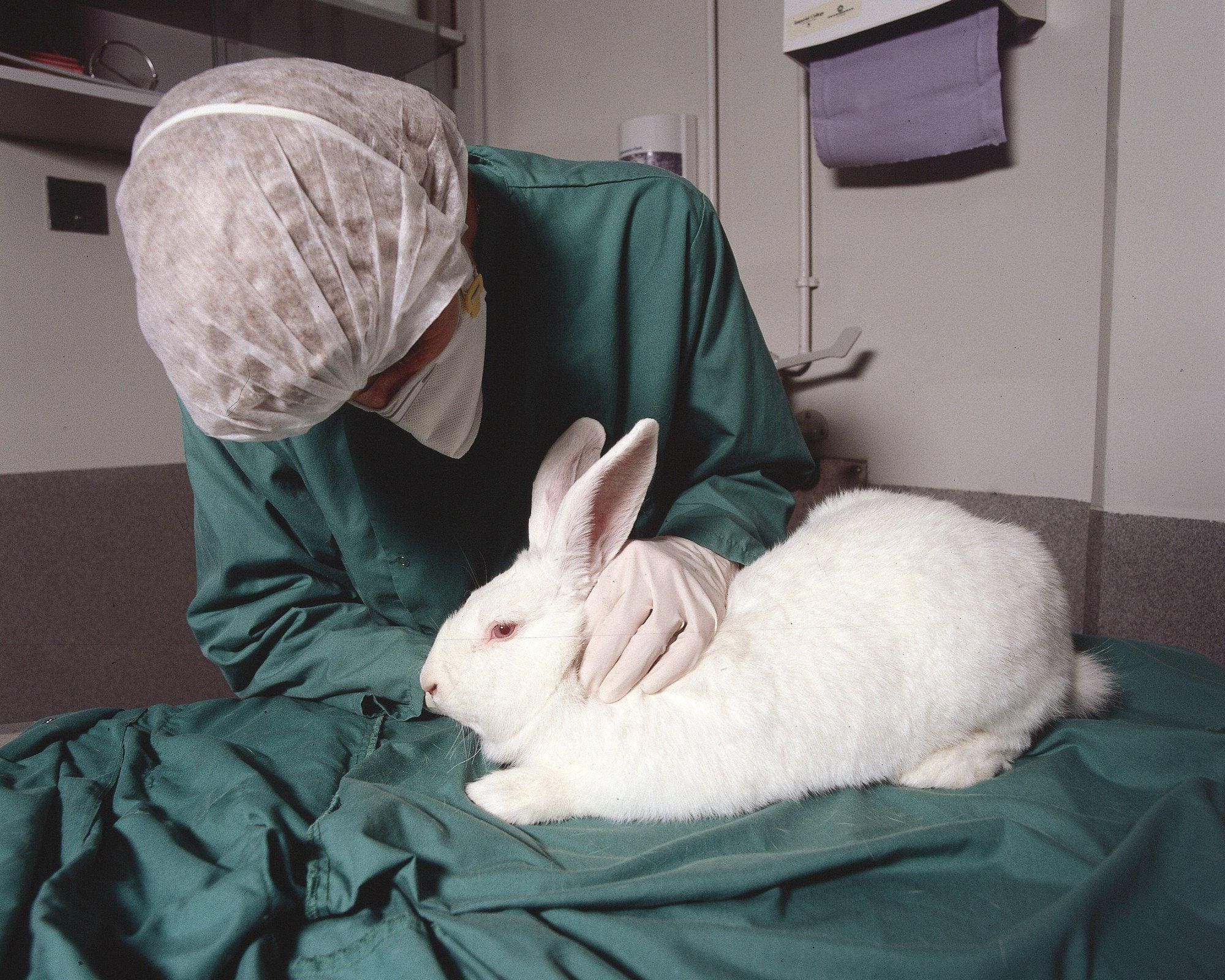 Welcome Alternatives to Animal Testing