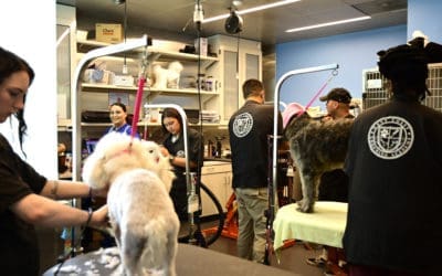 The Michelson Institute for Pet Professions Informational Video