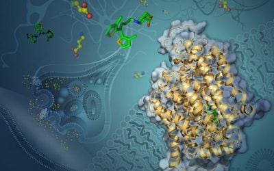 First Visualization of a Small Protein’s Structure Could Advance Treatments for Epilepsy and Other Disorders