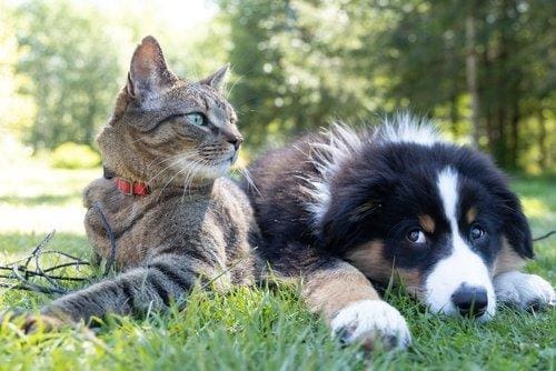 Los Angeles Mayoral Candidates Forum on Animal Welfare