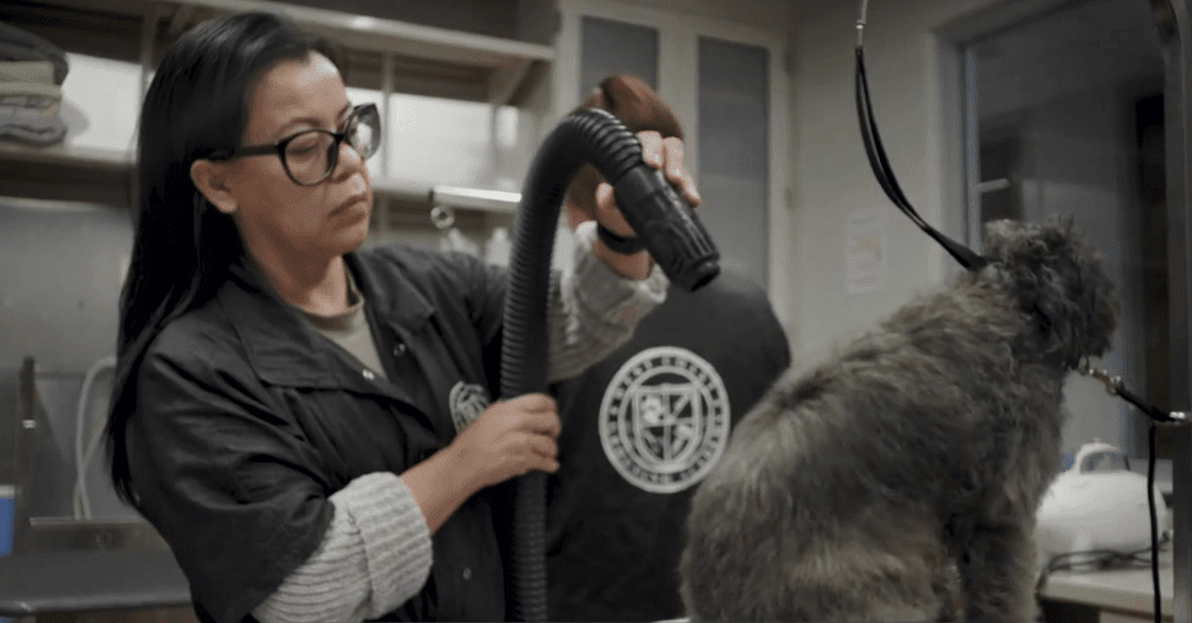 Michelson Institute for Pet Professions student, Inri blowdrying a black terrier dog