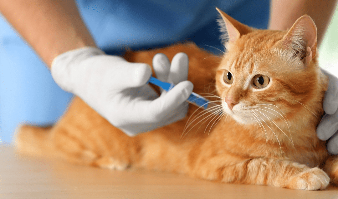 Michelson’s Prize & Grants’ $25M Quest for Nonsurgical Pet Sterilization