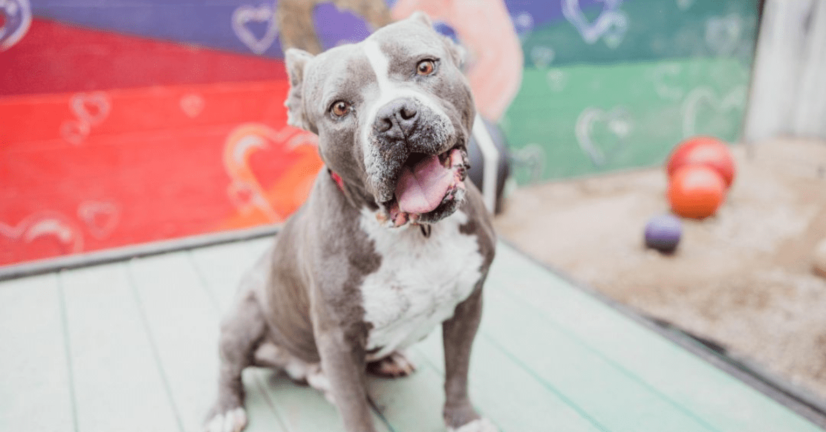Downtown Dog Rescue Dog Adoption