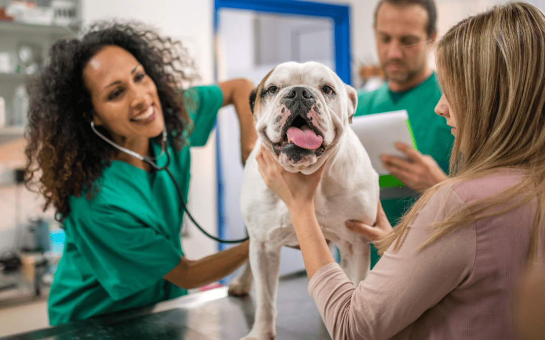 How the Veterinarian Shortage Will Impact Pet Owners