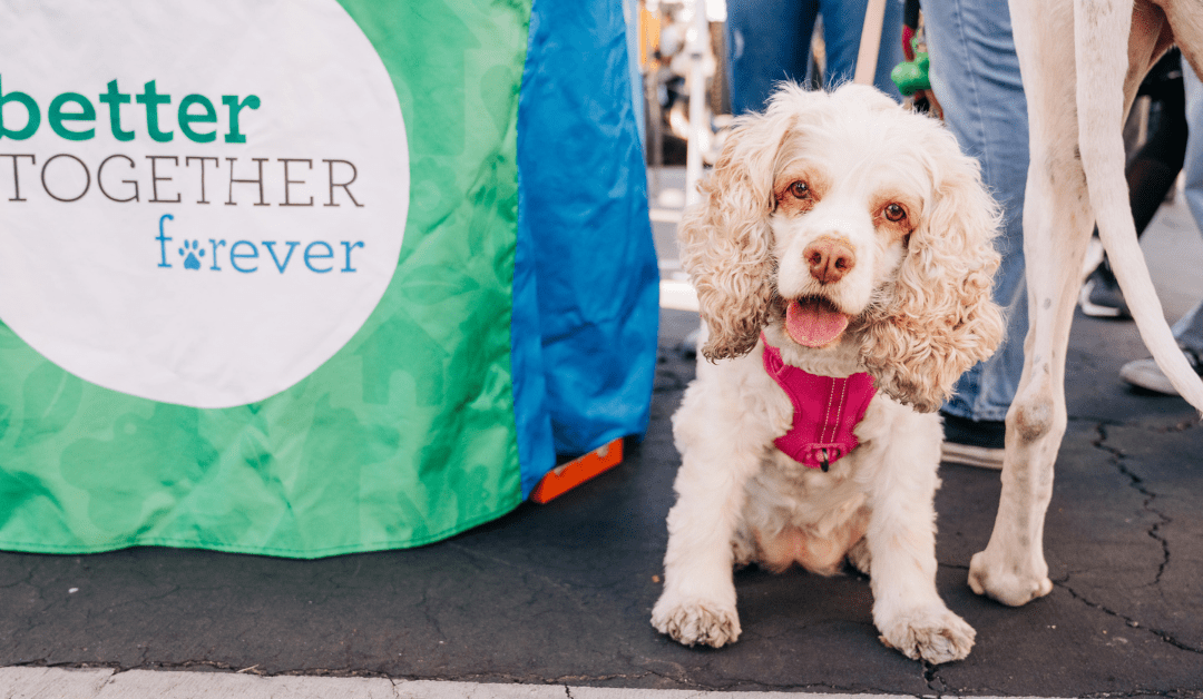 The Better Neighbor Project: Free Pet Wellness Day at the East LA Civic Center