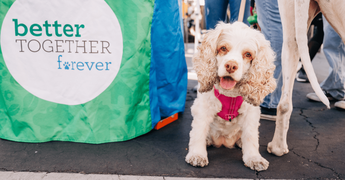 East LA Civic Center Pet Wellness Day