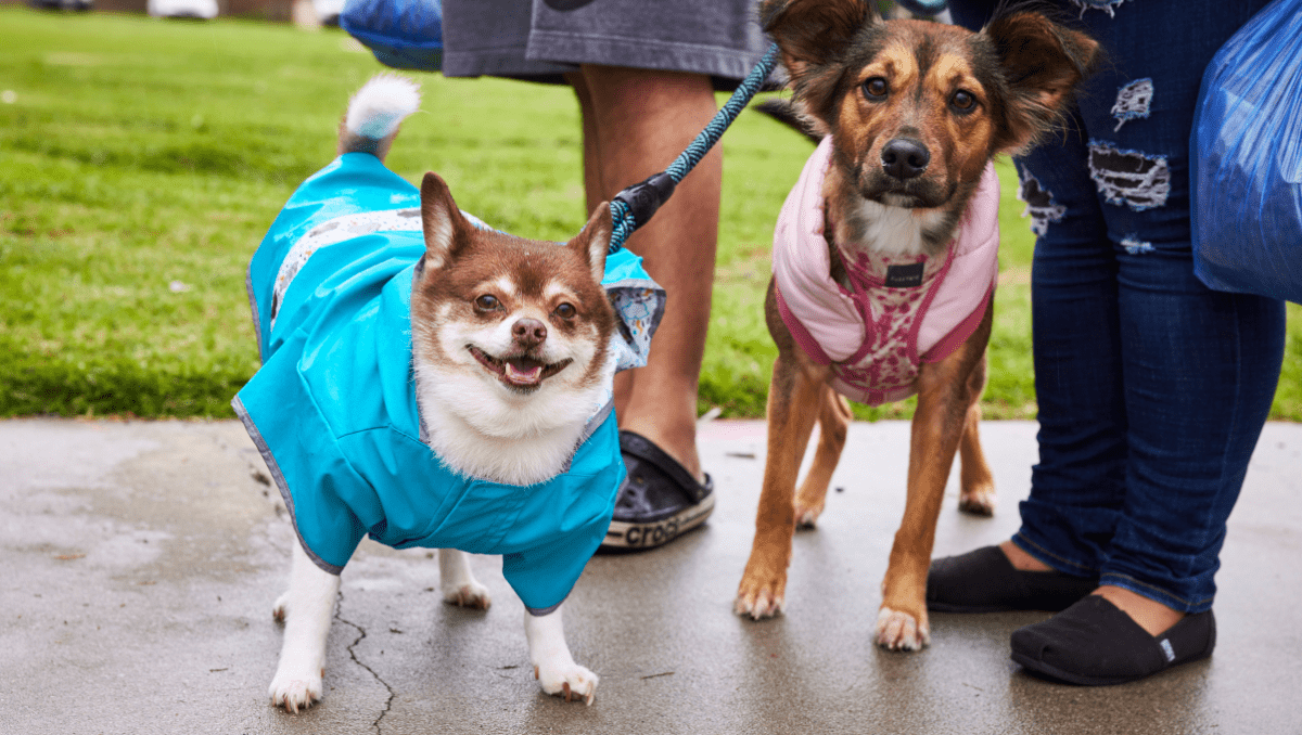 Better Neighbor Project Hosts First Pet Wellness Day of 2024