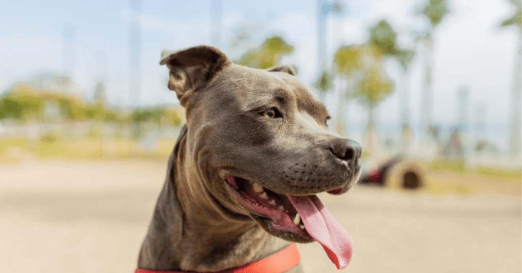 $4.1 Million for Los Angeles Animal Services